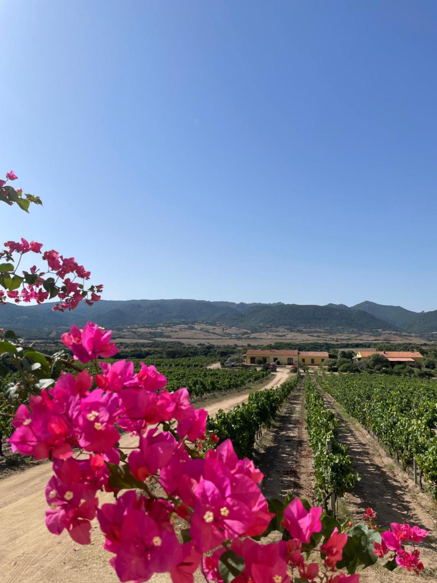 Agriturismo Campesi Casale Tra Le Vigne อาเญ็นตู ภายนอก รูปภาพ