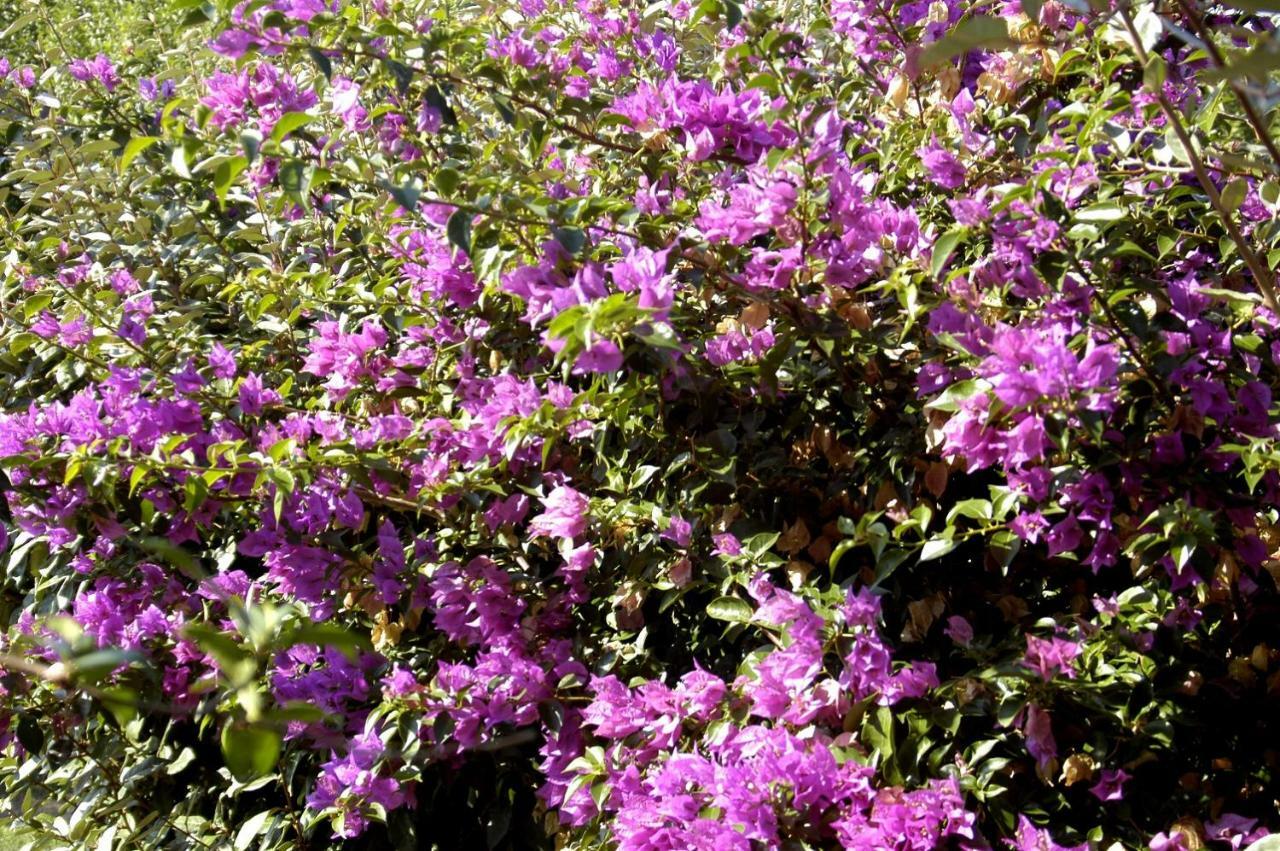 Agriturismo Campesi Casale Tra Le Vigne อาเญ็นตู ภายนอก รูปภาพ